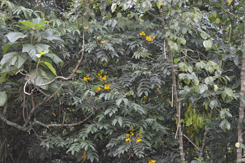 Senna viarum, photograph 1