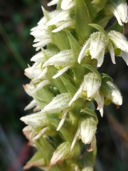 Brachystele unilateralis