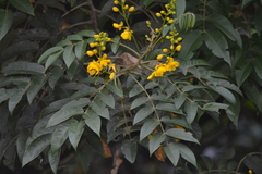 Senna viarum