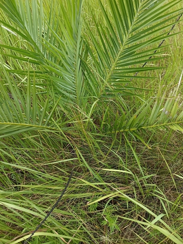 Reclining Date Palm