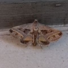Acantholipes