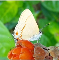 Arzecla tucumanensis