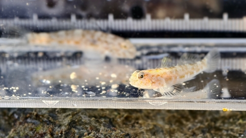 Bathygobius cocosensis