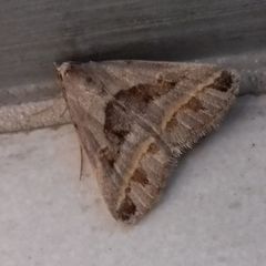 Acantholipes