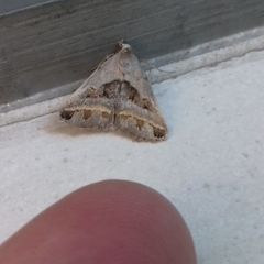 Acantholipes