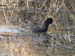 Fulica atra
