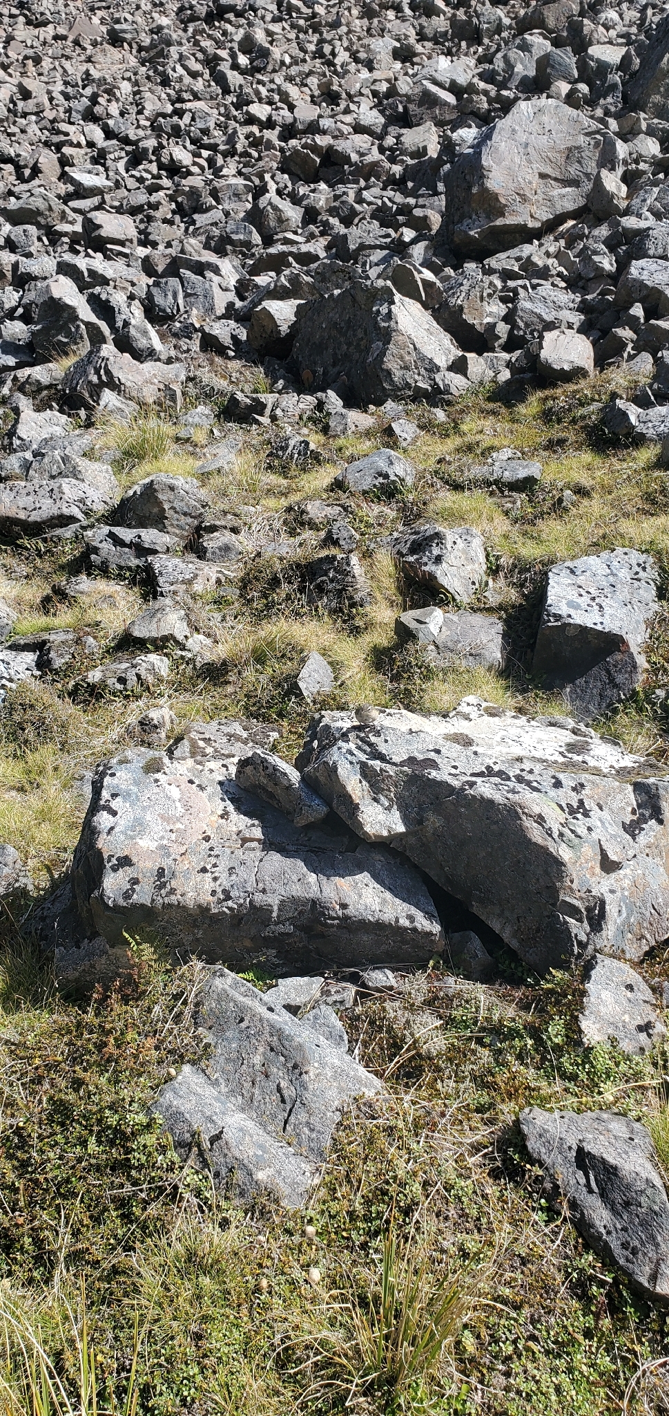 New Zealand Rockwren (Xenicus gilviventris), photo 5