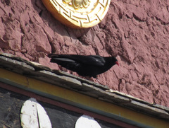 Pyrrhocorax pyrrhocorax