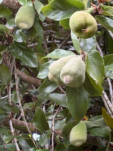 Ficus pumila observed 2026-03-08