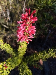 Colletia ulicina