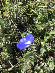 Nemophila menziesii