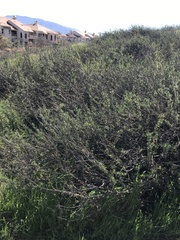 Eriogonum fasciculatum fasciculatum