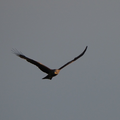 haja tmavá (Milvus migrans)