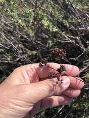 Eriogonum fasciculatum fasciculatum