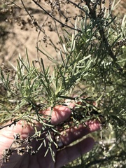Artemisia californica