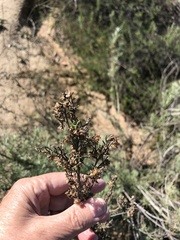 Artemisia californica