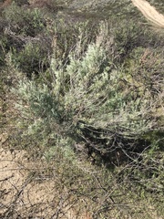 Artemisia californica