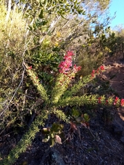 Colletia ulicina