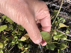 Claytonia perfoliata