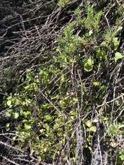 Claytonia perfoliata