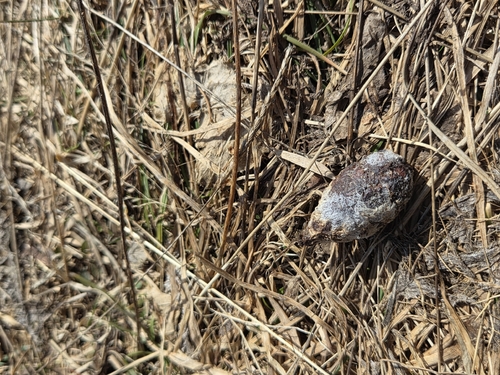 View observation of {o.common_name} on iNaturalist