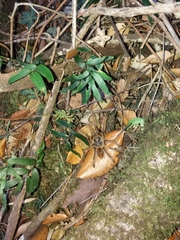 Phrixotrichus vulpinus