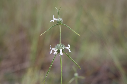 Whitewort