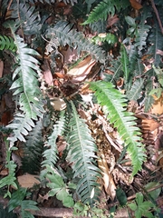 Blechnum mochaenum