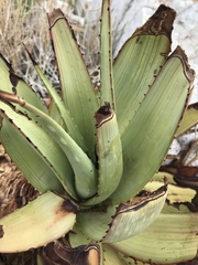 Aloe gariepensis