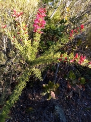 Colletia ulicina
