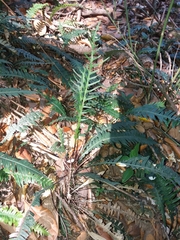 Blechnum mochaenum