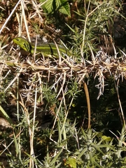 Liolaemus cyanogaster