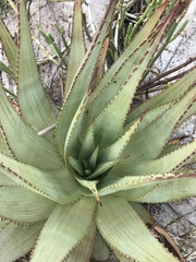 Aloe gariepensis