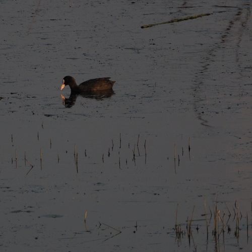 lyska čierna (Fulica atra)