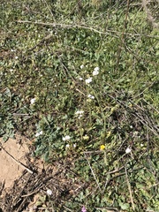 Plagiobothrys nothofulvus