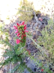 Colletia ulicina
