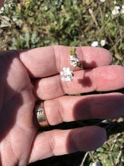 Plagiobothrys nothofulvus