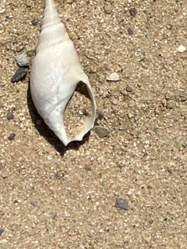 Bullia mauritiana observed 2026-02-14