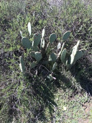 Opuntia littoralis