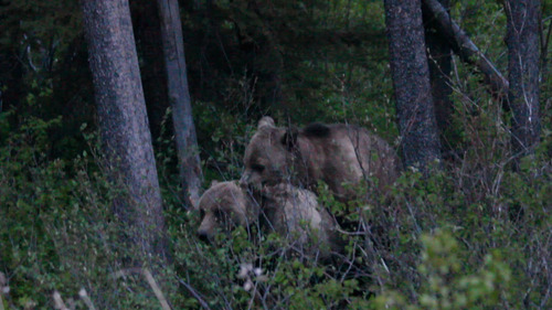 Grizzly Bear
