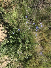 Nemophila menziesii