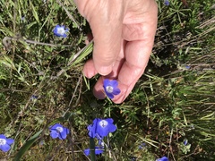 Nemophila menziesii