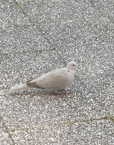 Eurasian Collared-Dove