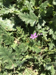 Erodium cicutarium