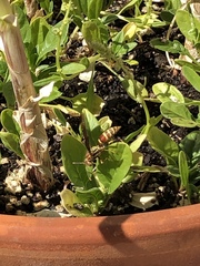 Polistes exclamans