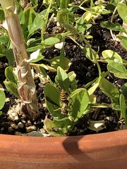 Polistes exclamans