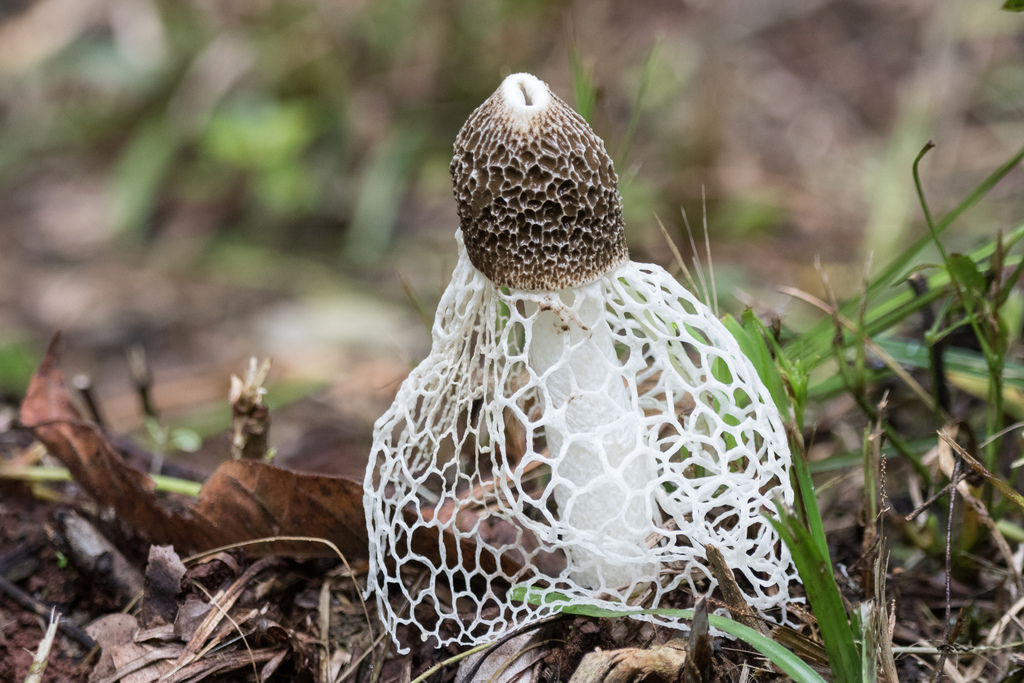Phallus indusiatus · March 2026 · photo: © ftsautter (iNaturalist, cc0)