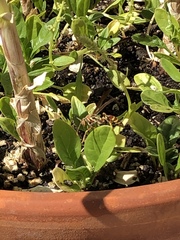 Polistes exclamans