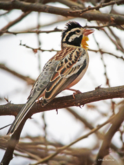 Emberiza poliopleura