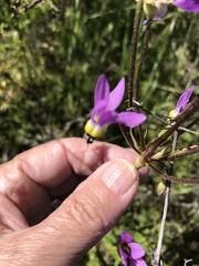 Primula clevelandii
